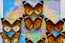 科学家发现王冠蝴蝶如何模仿非洲女王